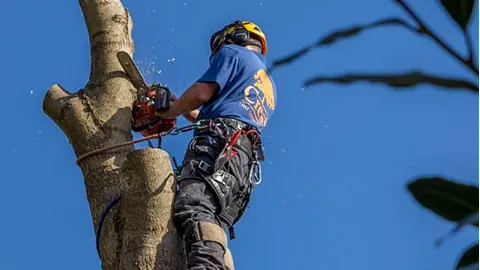 Tree Surgery