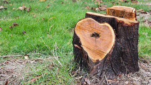 Stump Removal