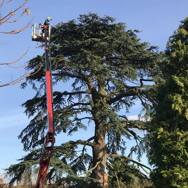 cedar crown reduction