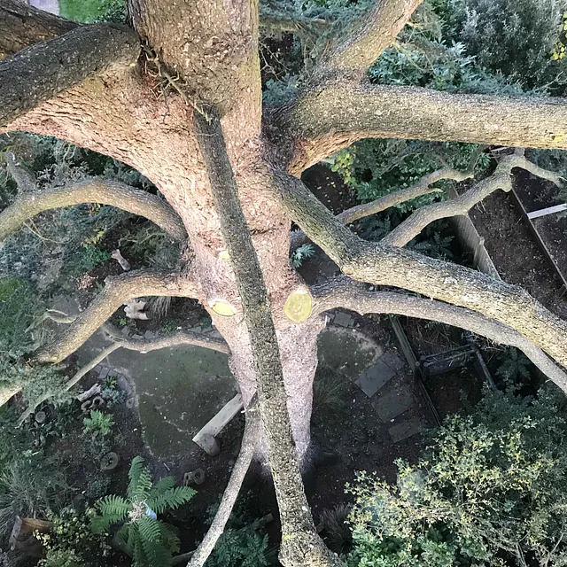 cedar crown reduction